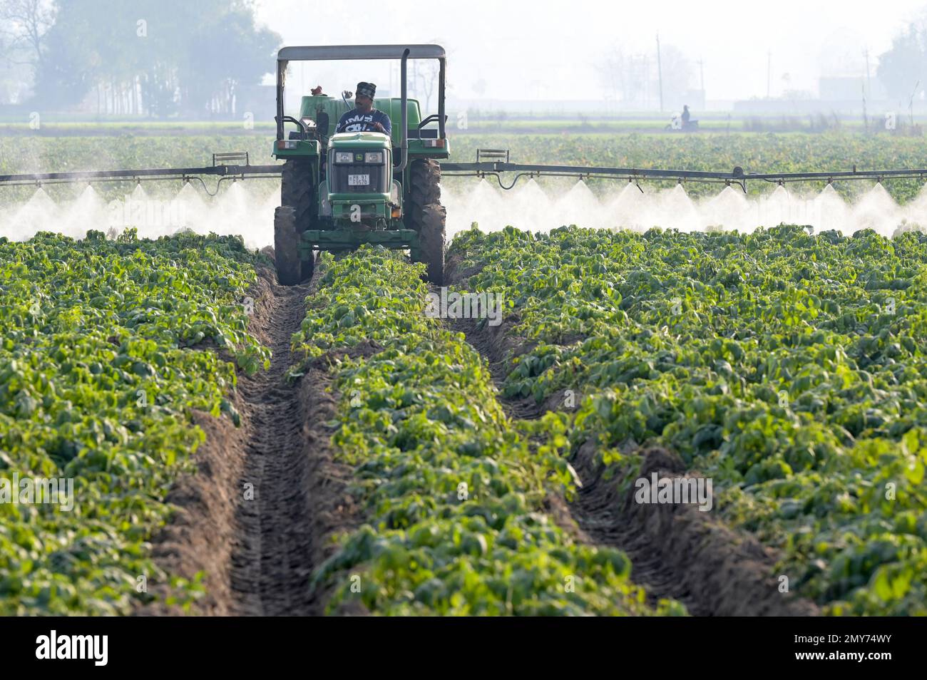 INDIA, Punjab, Ludhiana, spraying of pesticides in potato field with
