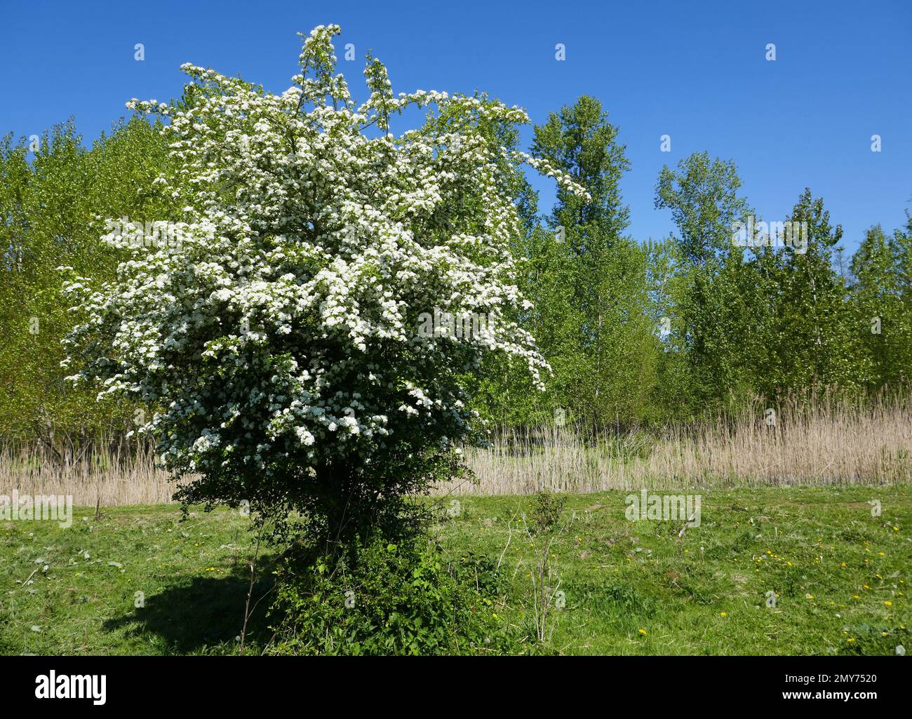 Crataegus bush blooming in may in a large wood in the Netherlands named Horsterwold Stock Photo