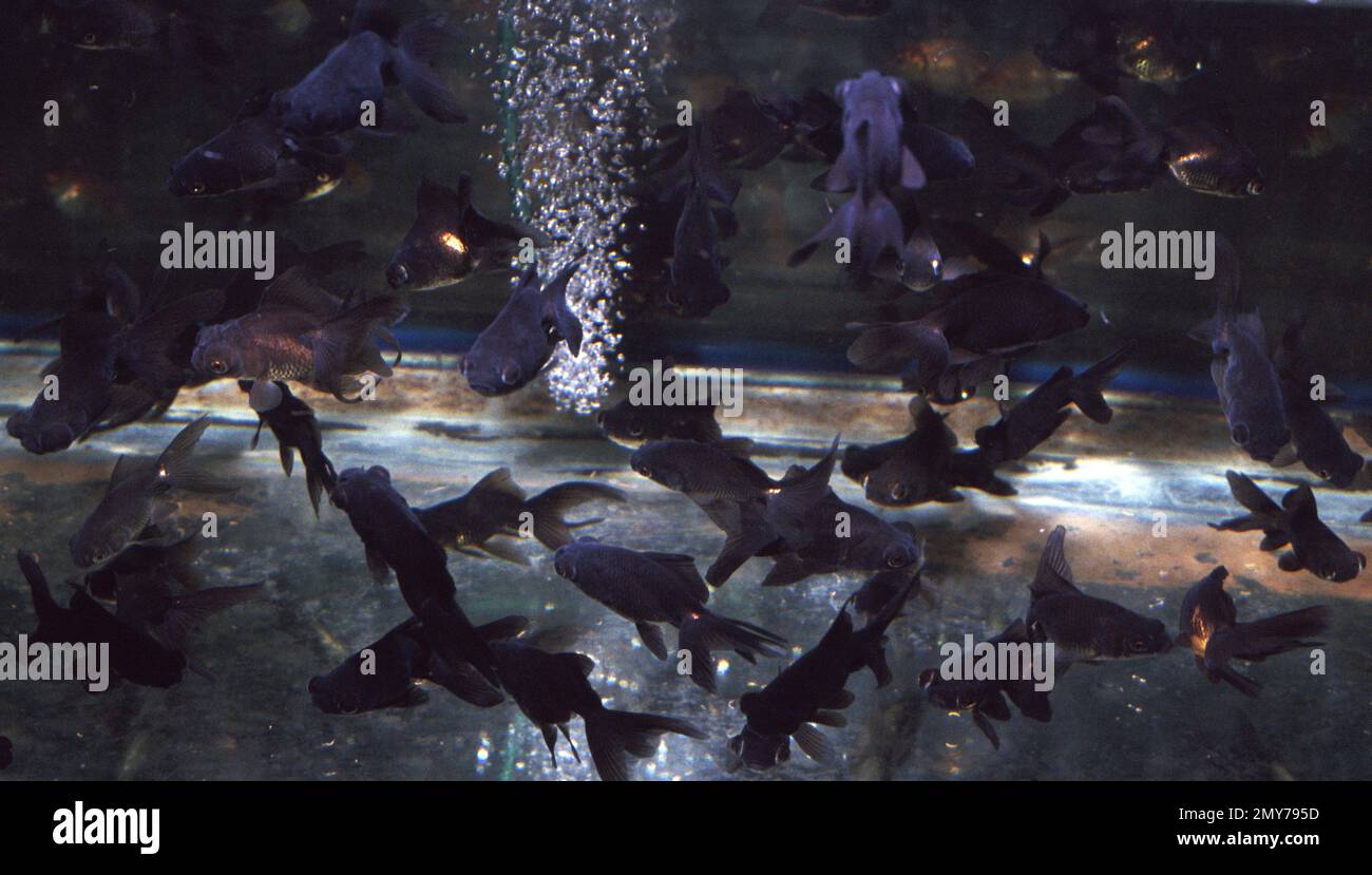 Black moor telescope eye goldfish (Carassius auratus Stock Photo Alamy