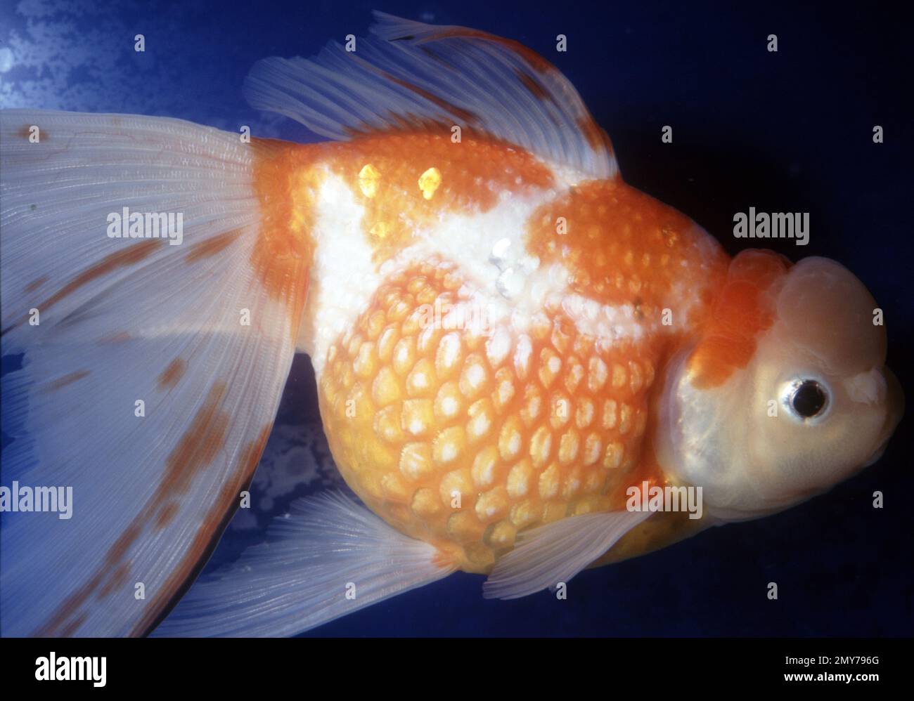 Oranda pearl scale goldfish (Carassius auratus) Stock Photo