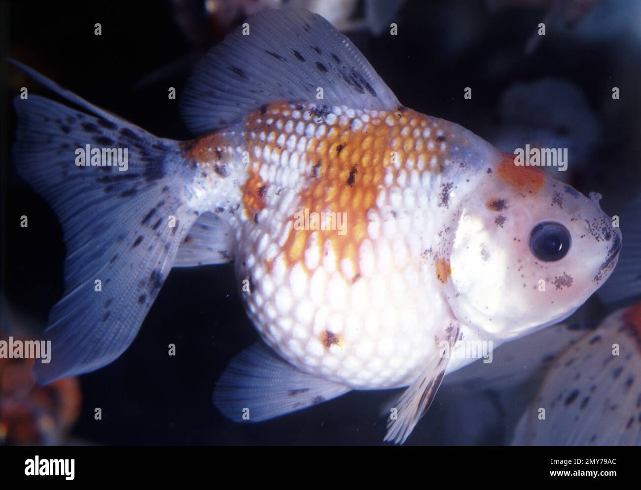 Pearl scale calico goldfish (Carassius auratus) Stock Photo