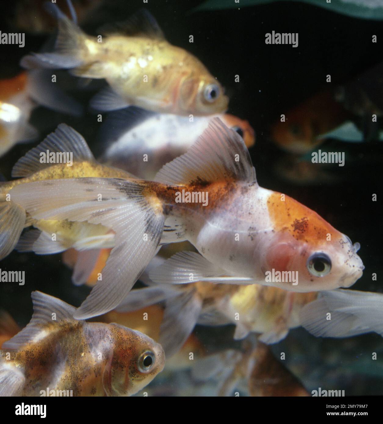Calico fantail goldfish (Carassius auratus) Stock Photo