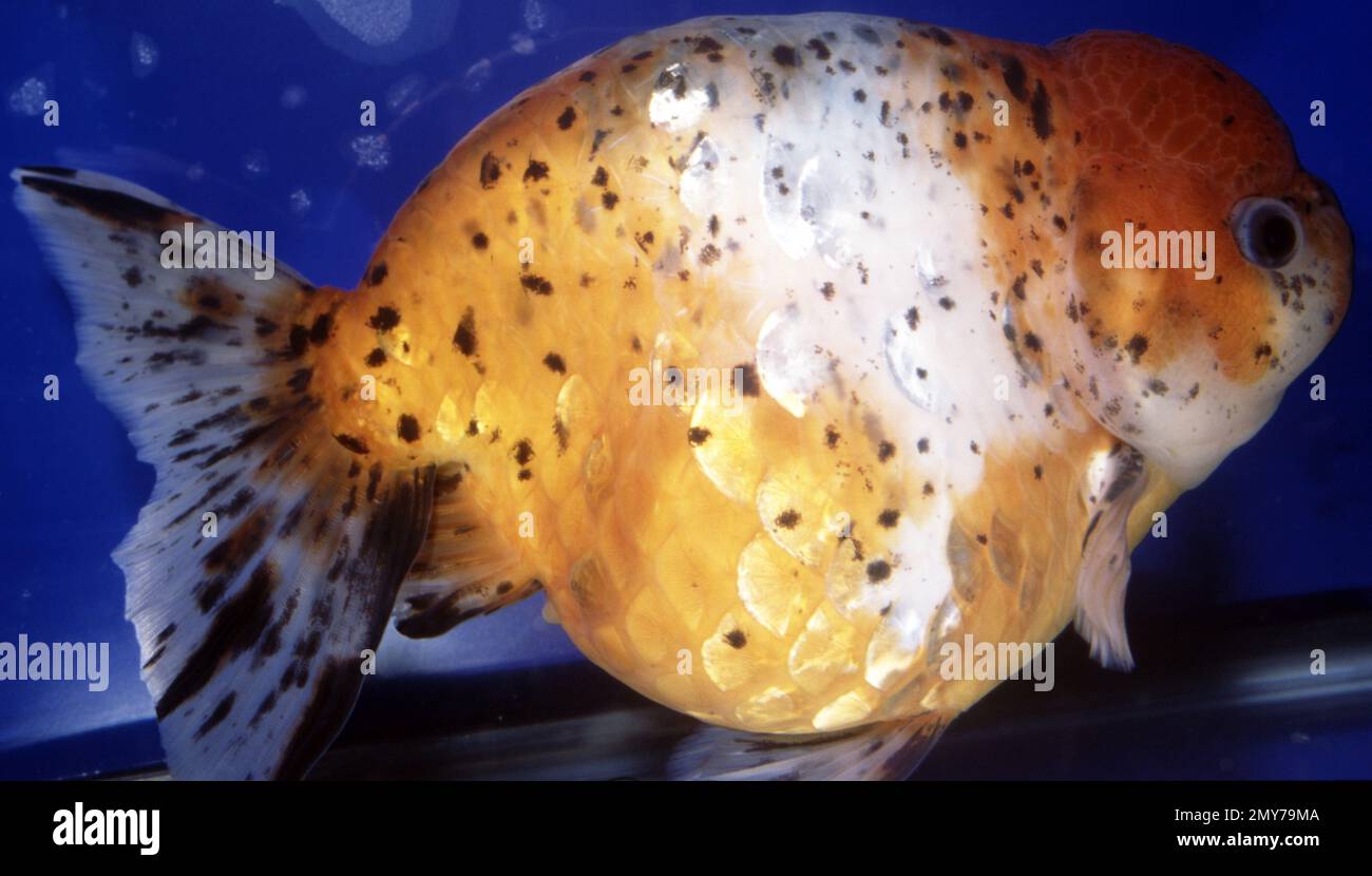 Lionhead calico goldfish (Carassius auratus) Stock Photo