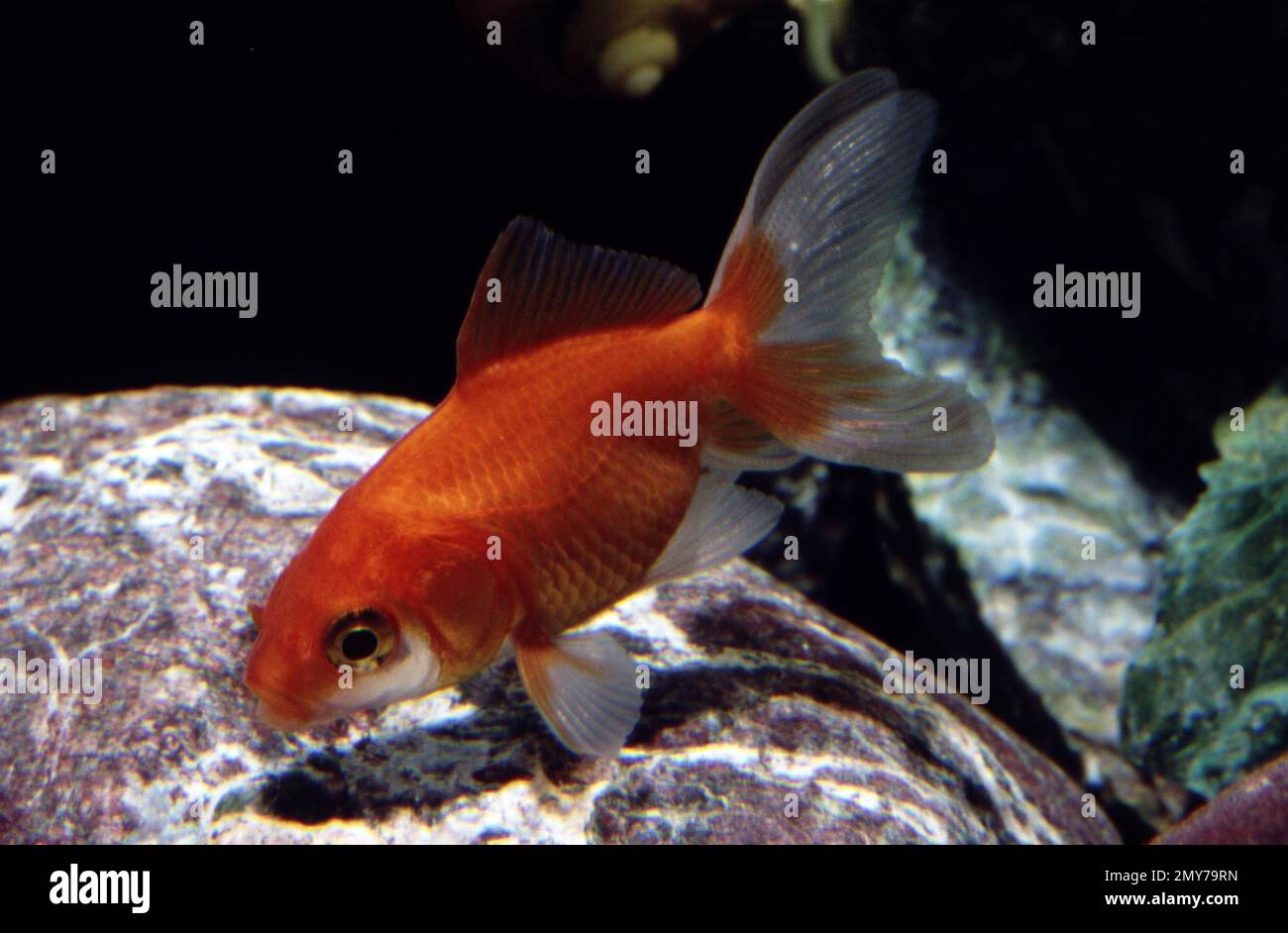Red-white (sarasa) fantail goldfish (Carassius auratus) Stock Photo