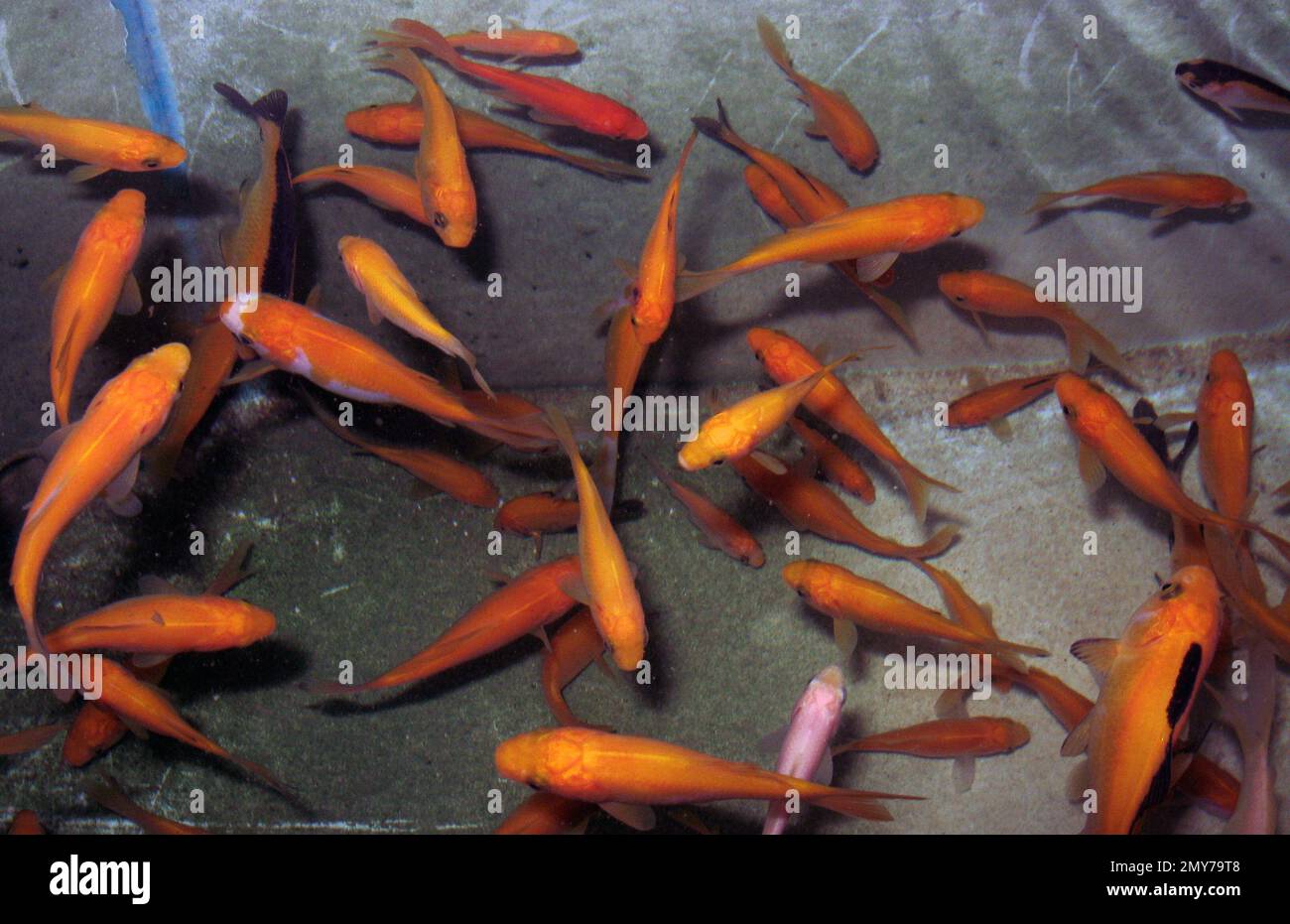 Goldfish (Carassius auratus) breeding in Italy fish farm Stock Photo