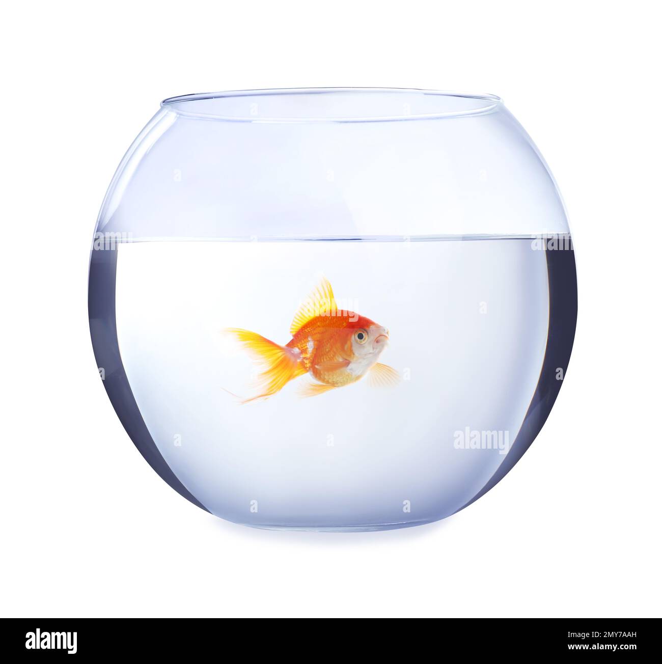 Picture of Beautiful bright small goldfish in round glass aquarium isolated on ...