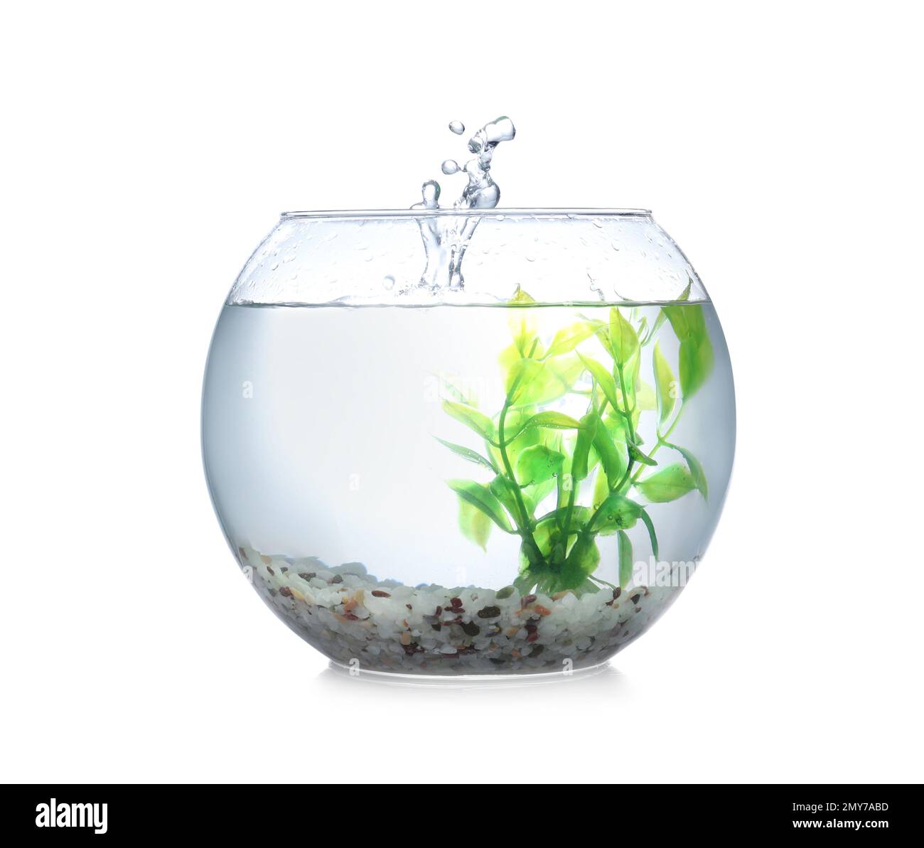 Splash of water in round fish bowl with decorative plant and pebbles on