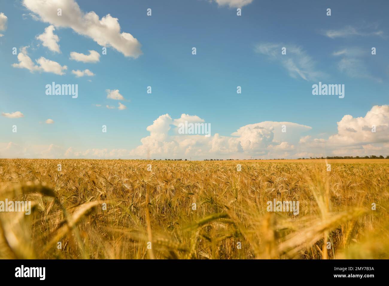 Wheat grain field on sunny day. Agriculture industry Stock Photo - Alamy