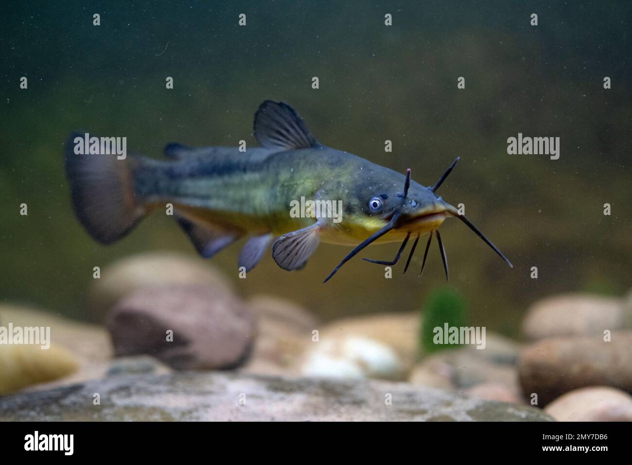 Bullhead catfish hi-res stock photography and images - Alamy
