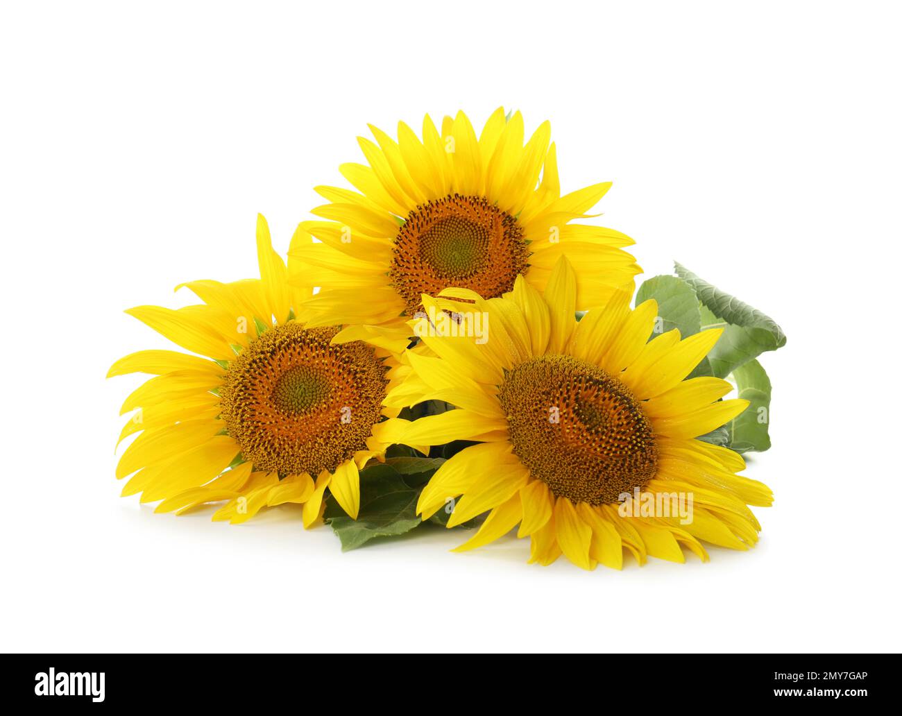Beautiful bright blooming sunflowers on white background Stock Photo ...