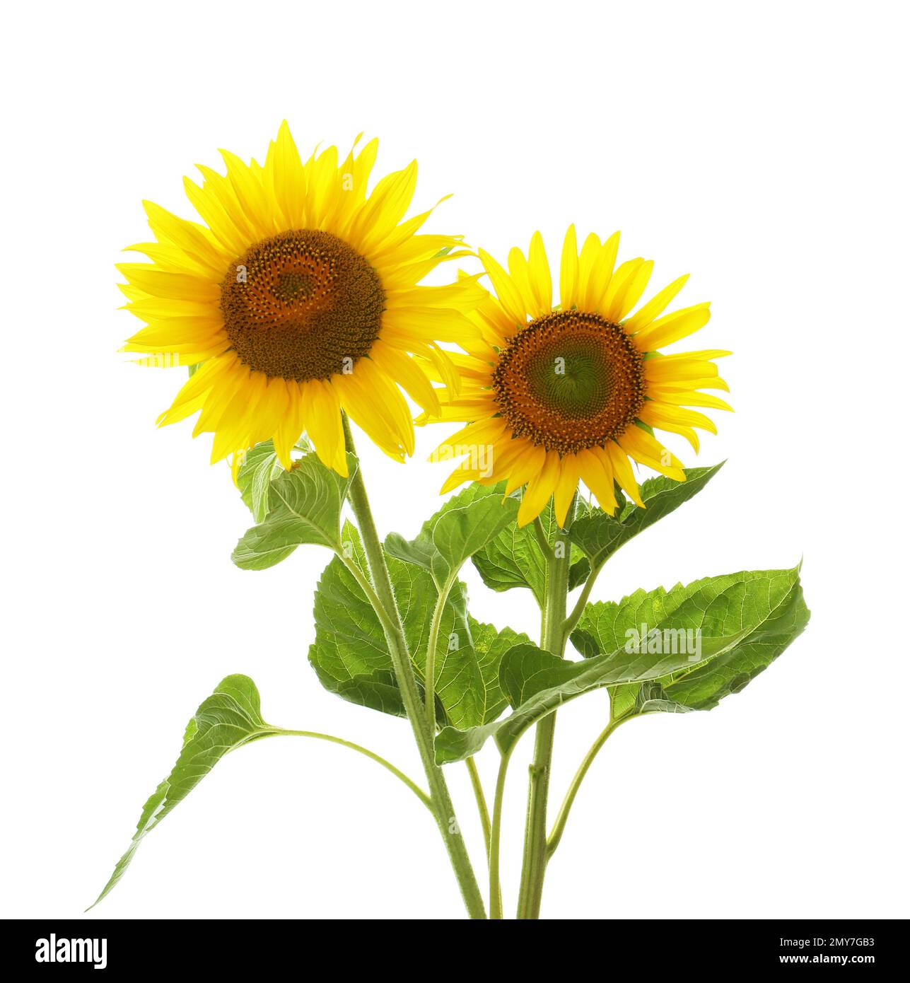 Beautiful bright blooming sunflowers on white background Stock Photo ...