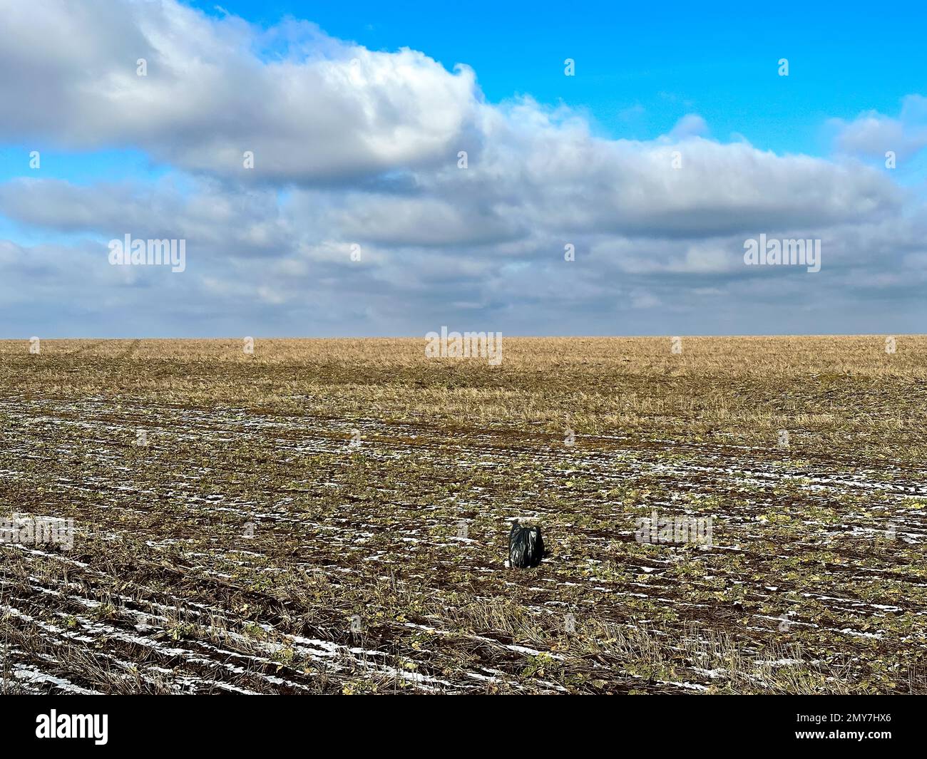 Garbage black bag with a dead russian soldier in the Ukrainian field Stock Photo
