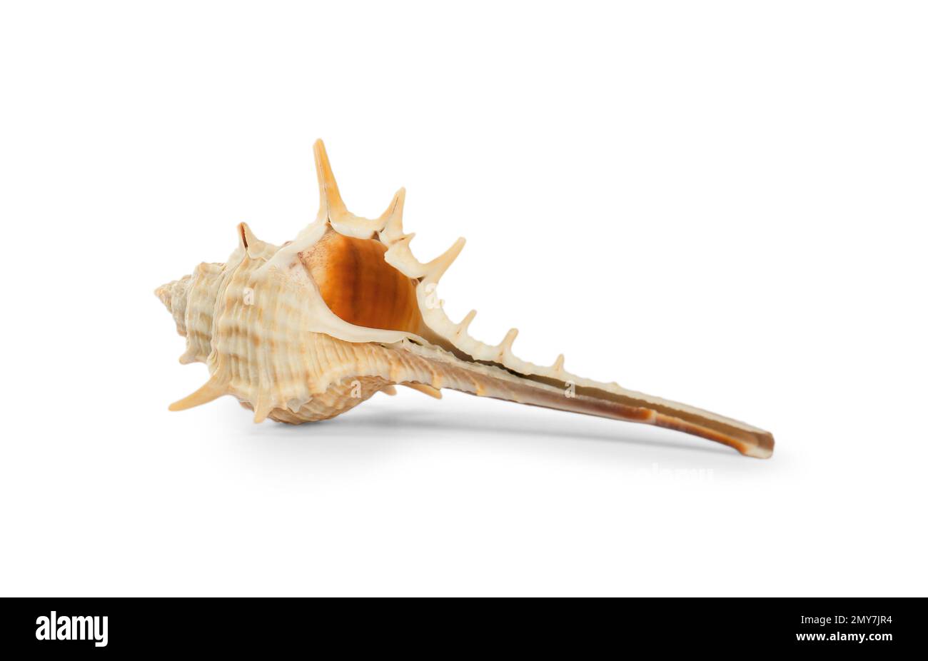 Single Shell Pretty Beautiful exotic sea shell isolated on white Stock Photo - Alamy