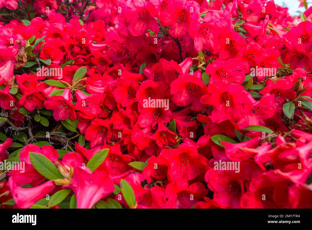 Rhododendron in the botanical garden in spring season Stock Photo - Alamy