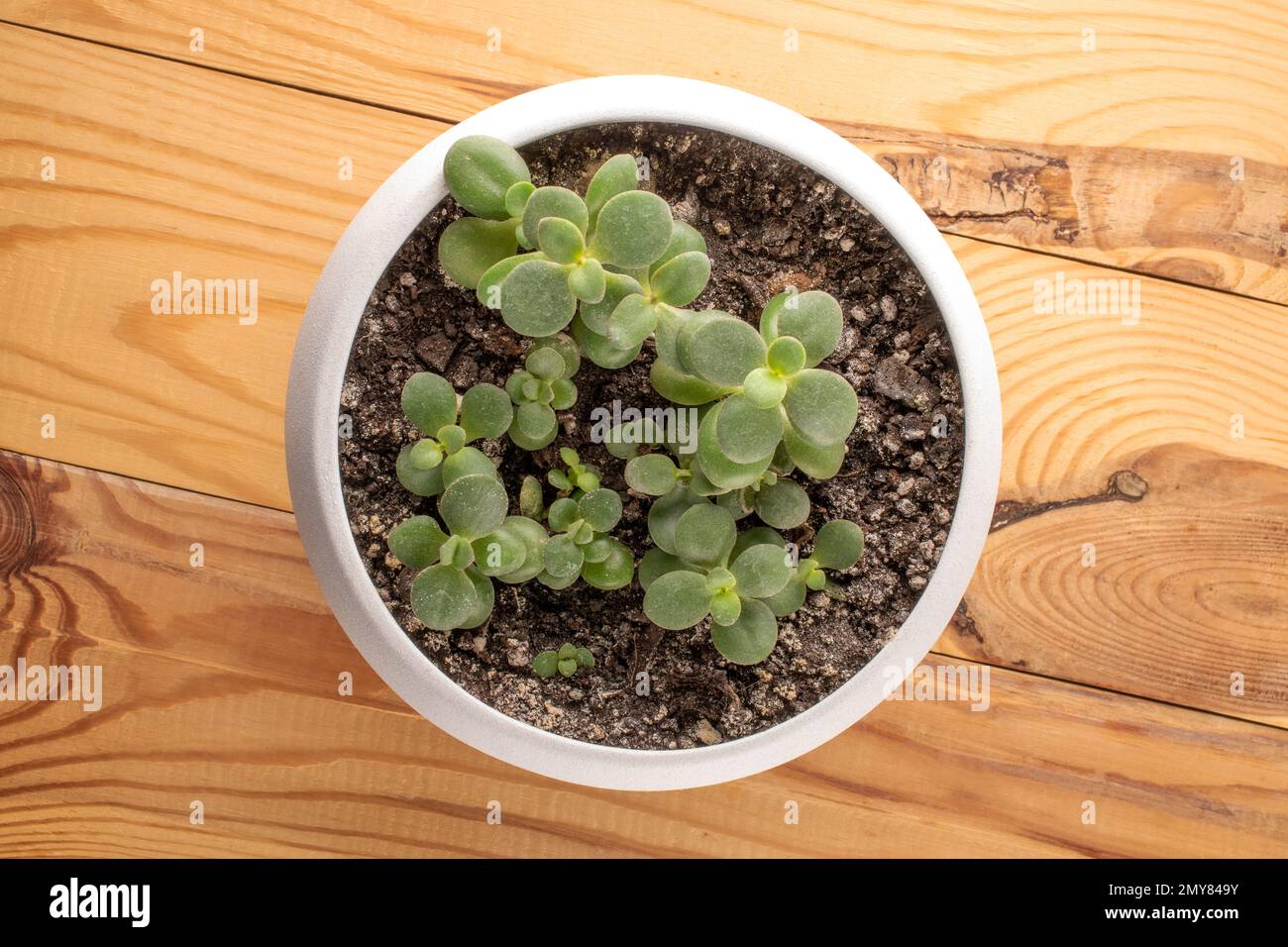 Homemade flower, Crassula ovata, in a ceramic pot on a wooden table, macro, top view. Stock Photo