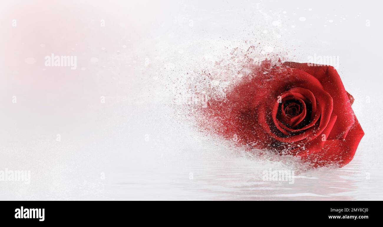 Pastel background with red rose , abstract background, decorative paper