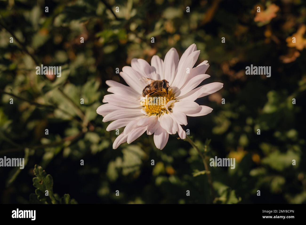 Close-up view of honey bee on daisy flower in garden. Insect collecting pollen. High quality photo Stock Photo