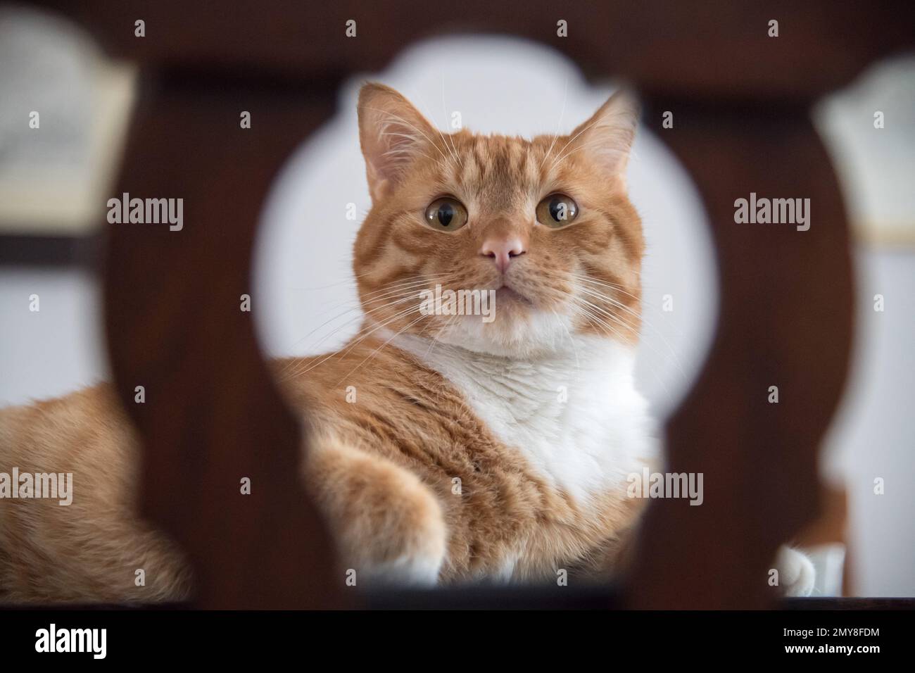 Home cat © Wojciech Strozyk / Alamy Stock Photo Stock Photo
