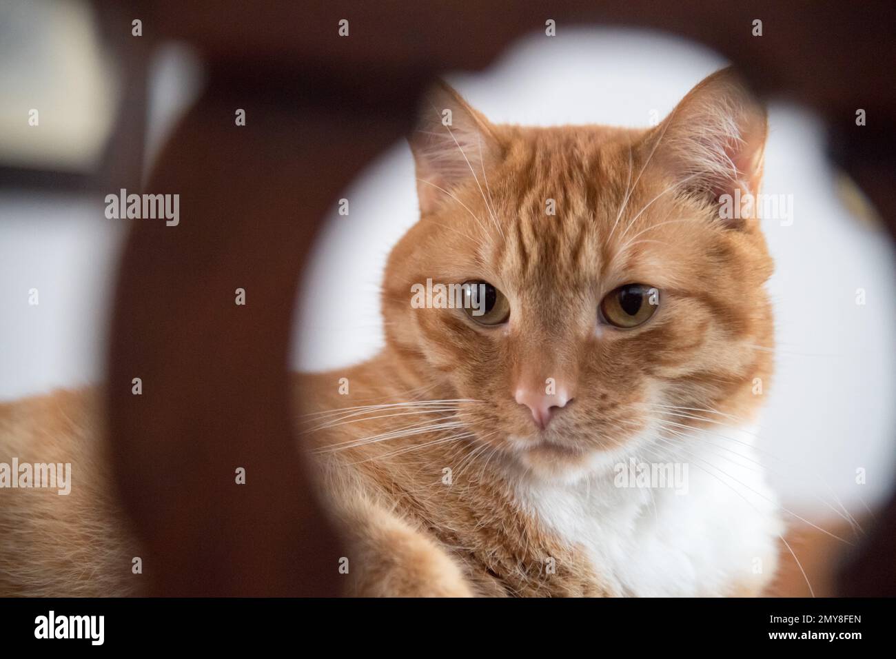 Home cat © Wojciech Strozyk / Alamy Stock Photo Stock Photo