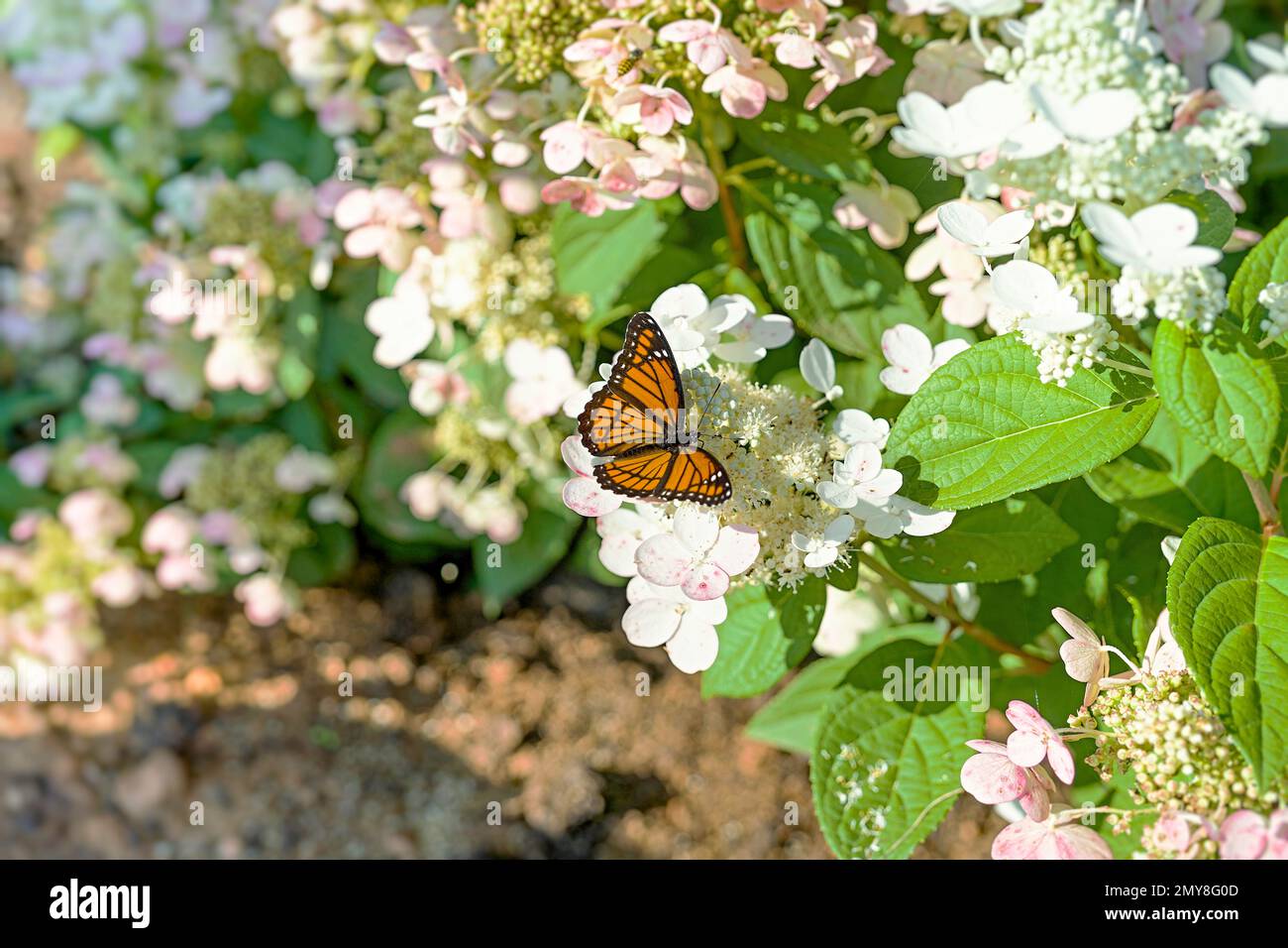 Beautiful Viceroy butterfly on hydrangea flowers in a fall garden. Stock Photo