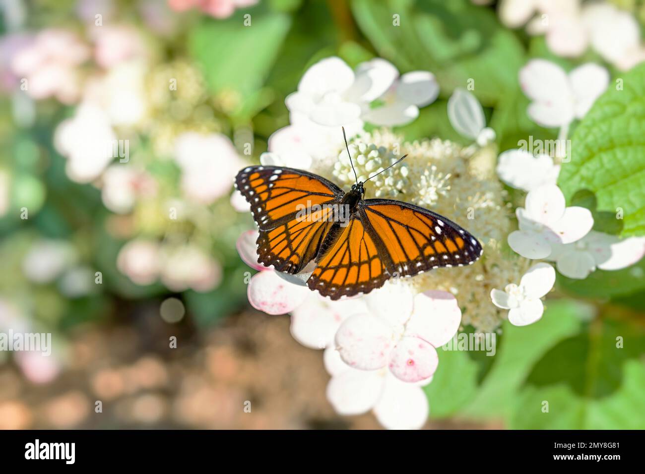 Beautiful Viceroy butterfly on hydrangea flowers in a fall garden. Stock Photo