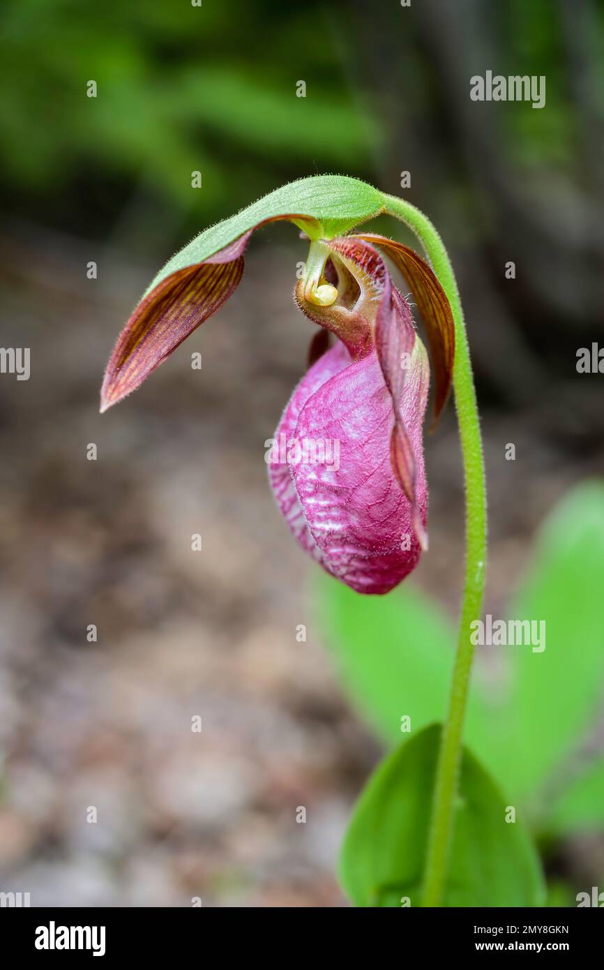 A wild Lady's Slipper plant growing in the forests of Prince Edward Island, Canada. Stock Photo