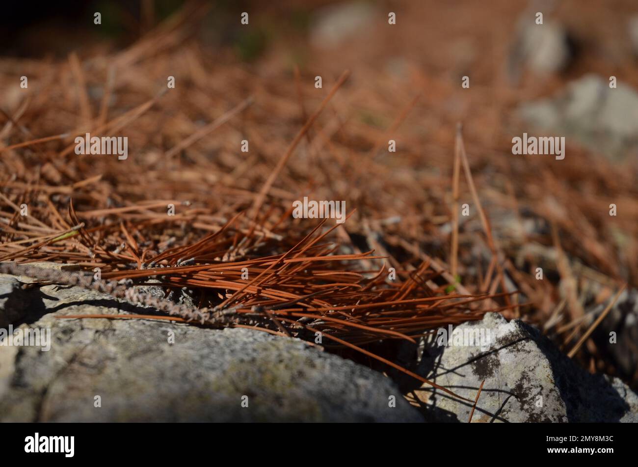 brown pine tree needles Stock Photo Alamy