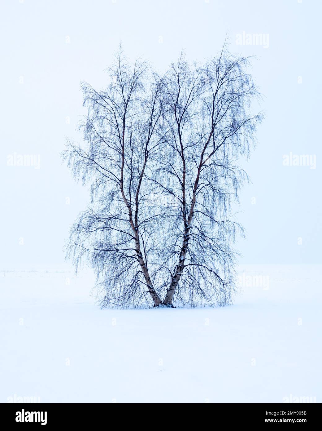 Two trees at winter time. Stock Photo