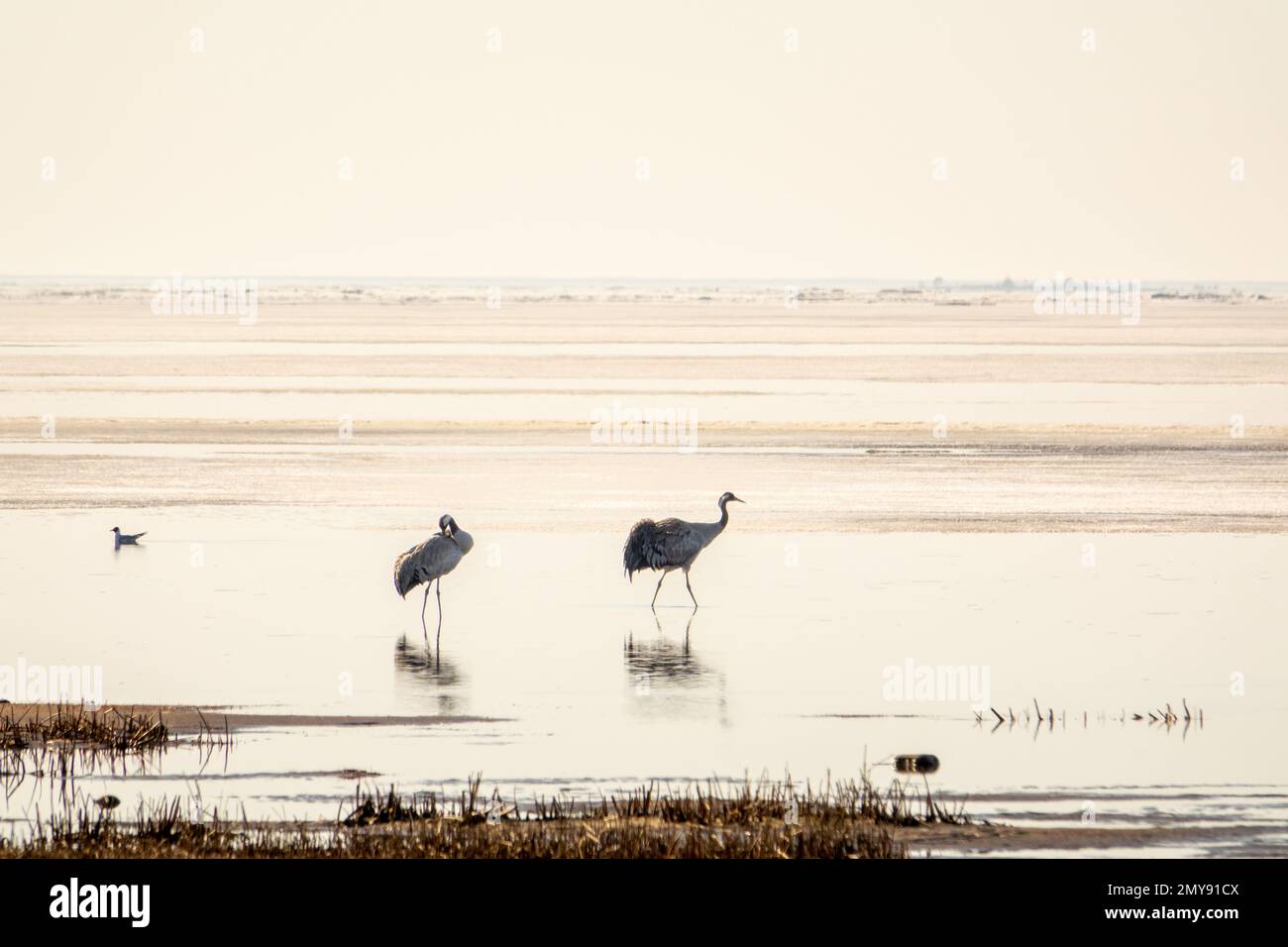 The common crane (Grus grus) at spring time. Ice is melting at seaside of Kalajoki, Finland Stock Photo
