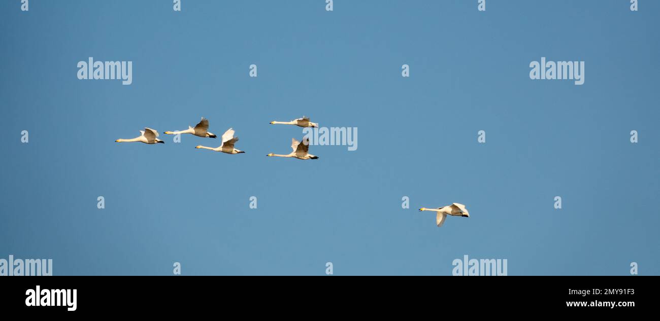 Whooper swans, or common swans, flying and migrating Stock Photo