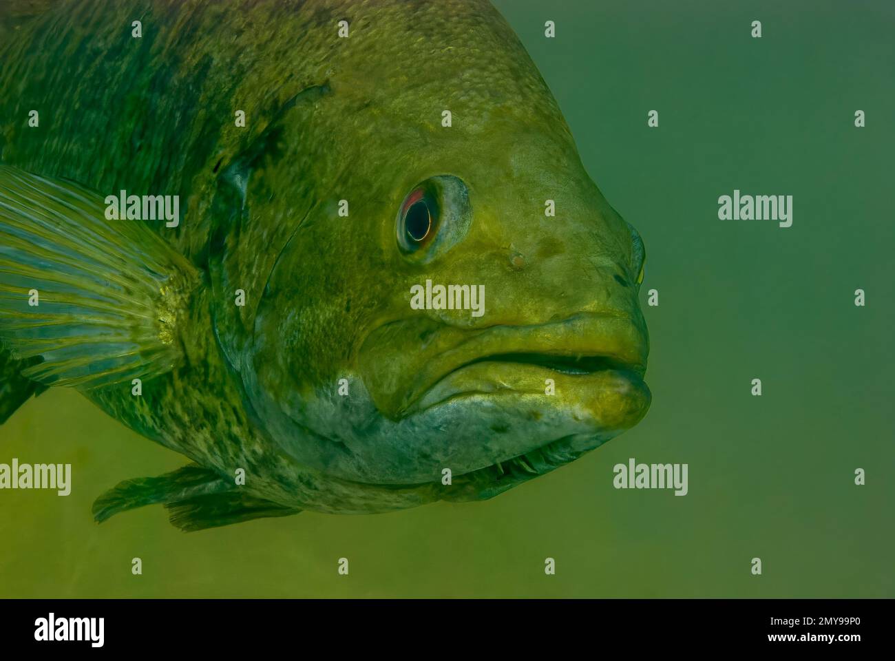 Close-up shot of a wild largemouth bass swimming in a Michigan inland lake. Micropterus salmoides Stock Photo