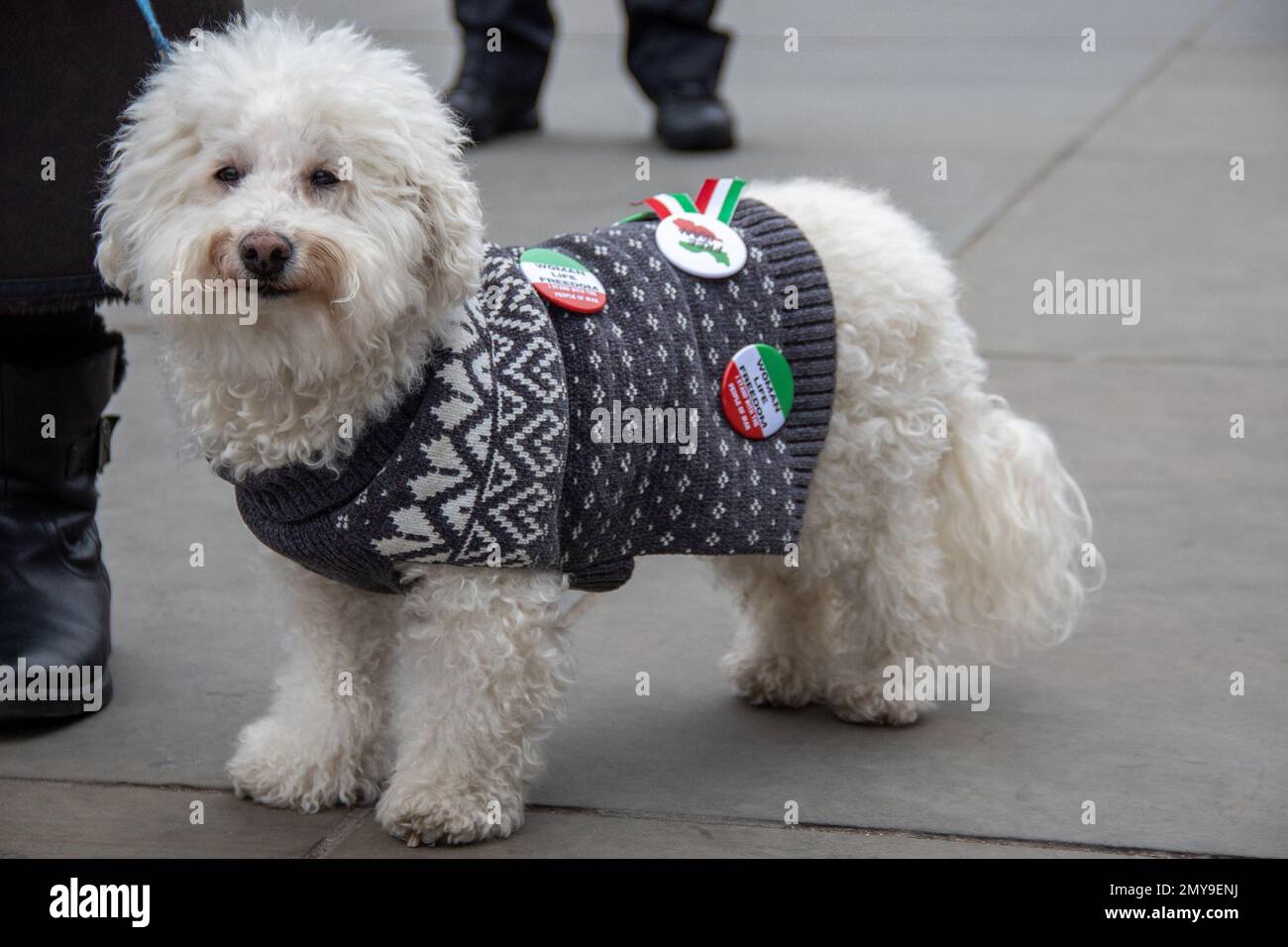 London, UK – Feb 4, 2023: A protesters’ dog wearing woman life freedom badges. About two hundred British-Iranians from different political backgrounds marched from Cavendish Square to Trafalgar Square, asking the UK government to put the Islamic Revolutionary Guard Corps of Iran on its terrorist list.  Credit: Sinai Noor/Alamy Live News Stock Photo