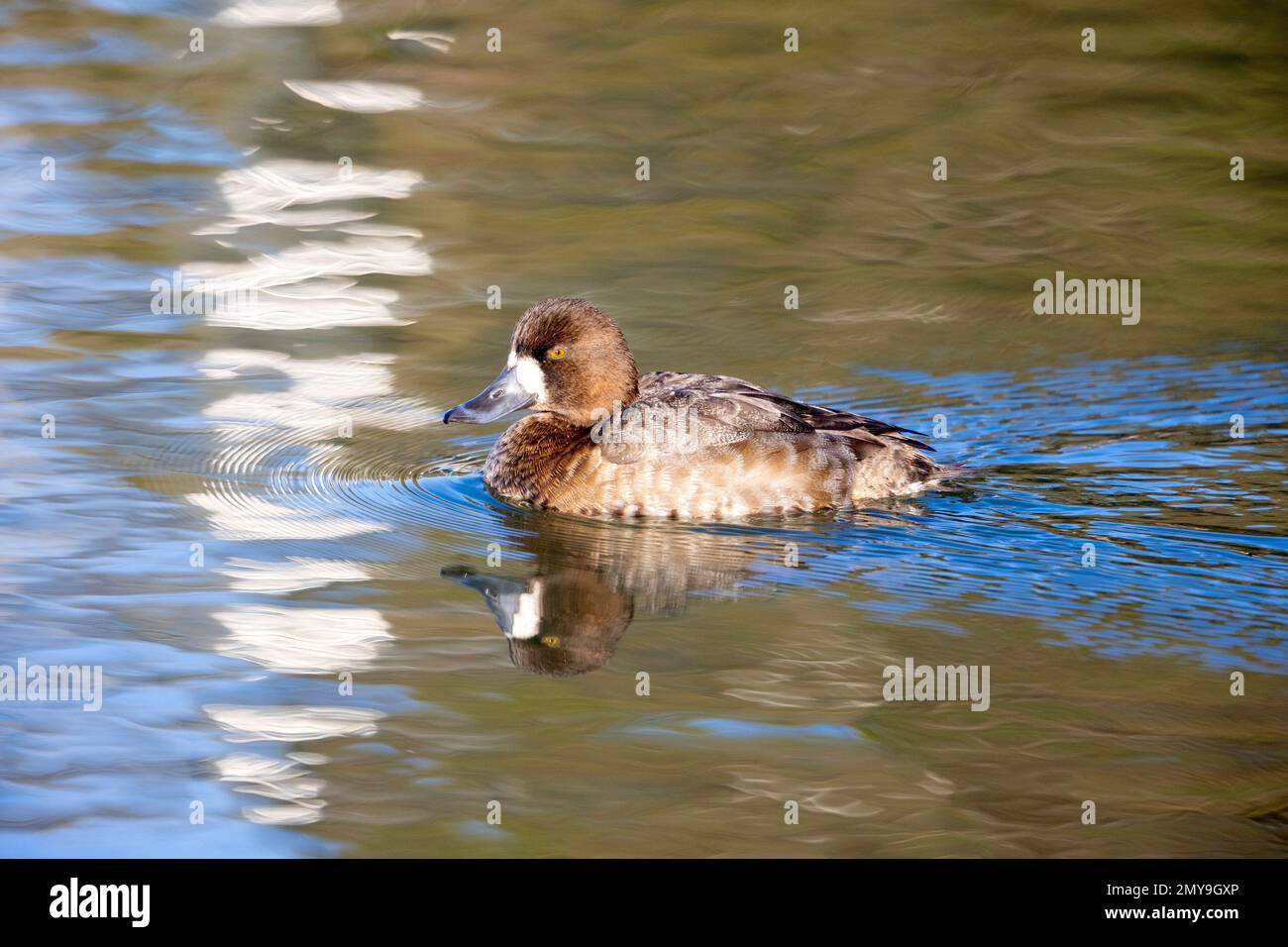 Lesser Scaup Female and Reflection Stock Photo