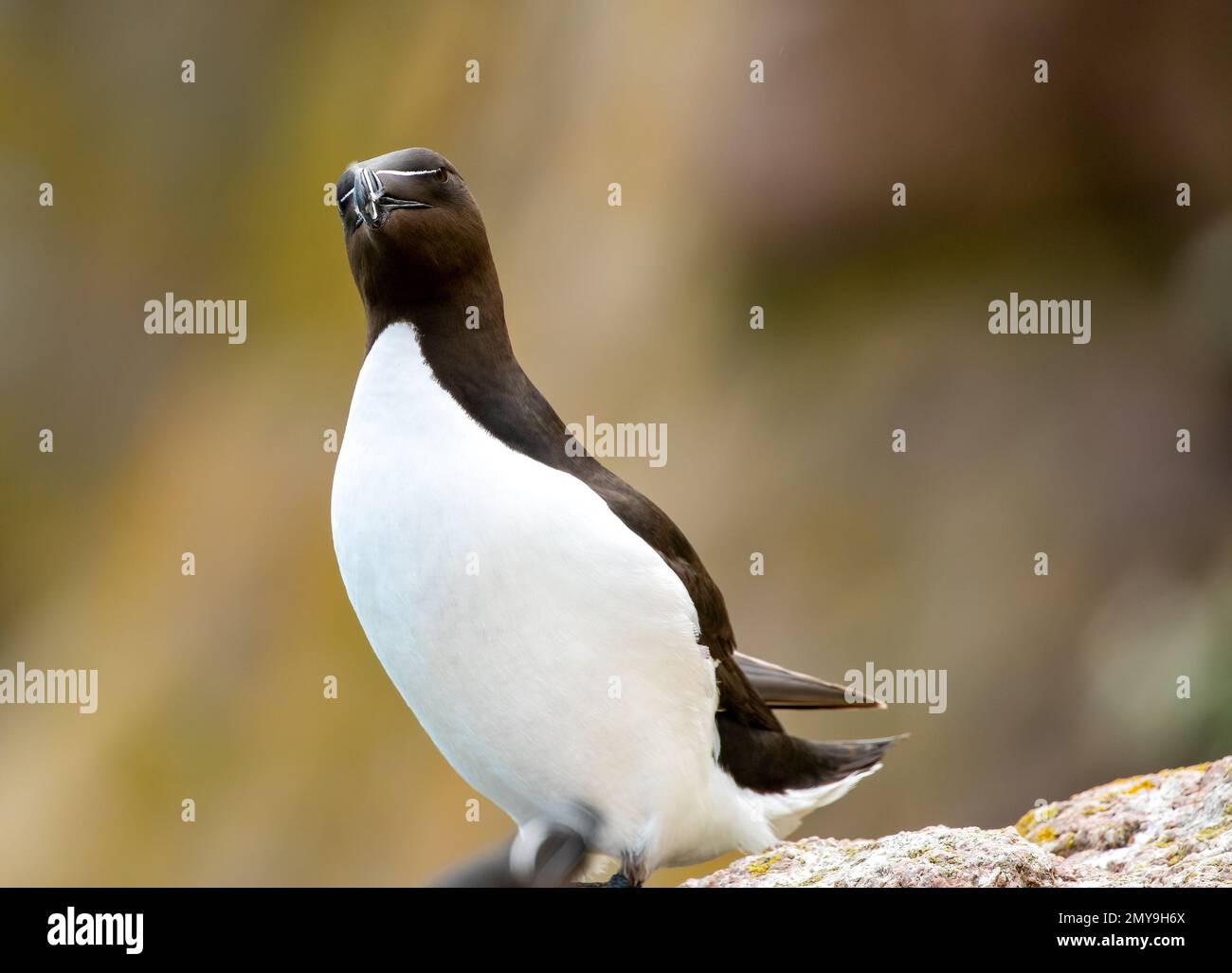 A shallow focus shot of a razor-billed auk bird standing on a rock on a sunny day with blur background Stock Photo