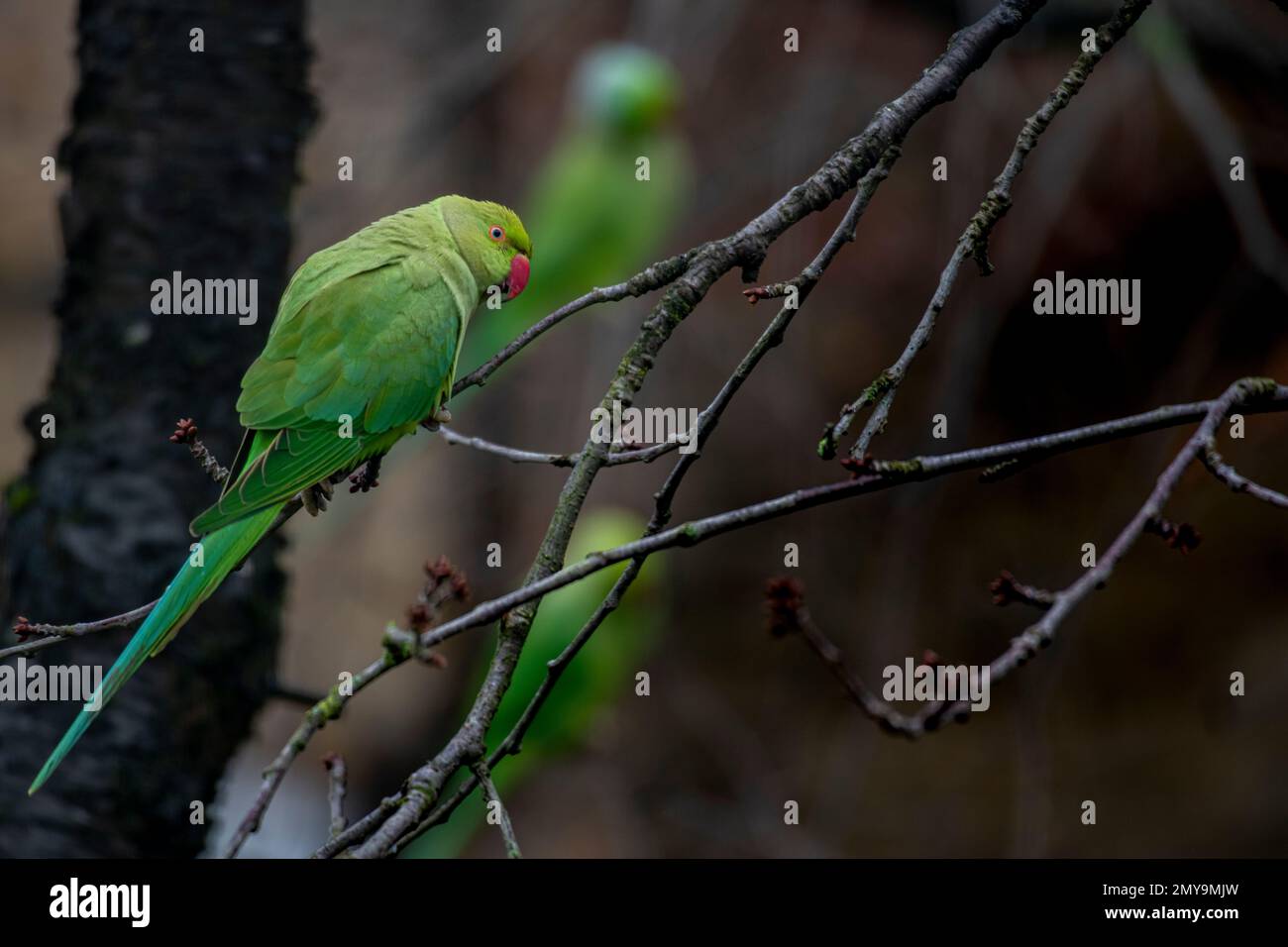 Wild parrots in a tree in London Stock Photo Alamy