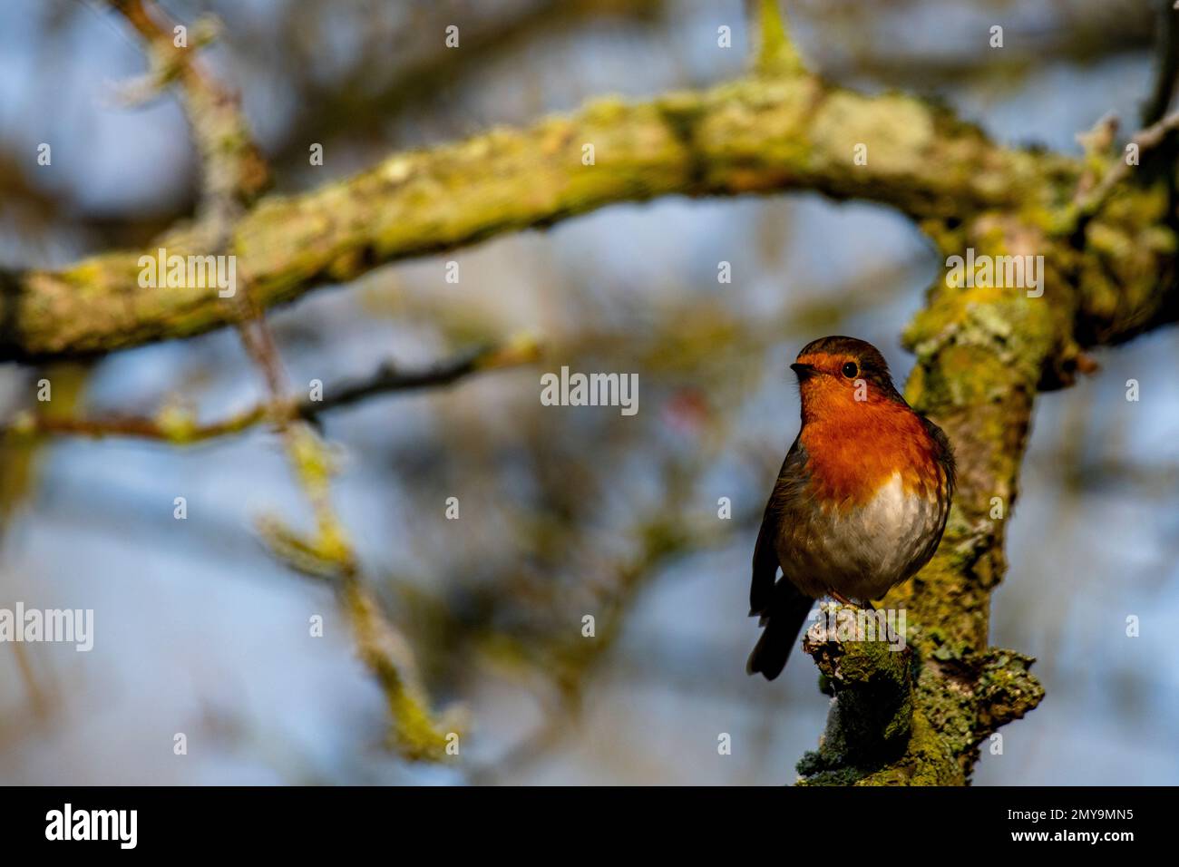A robin red breast on a branch in a London park Stock Photo