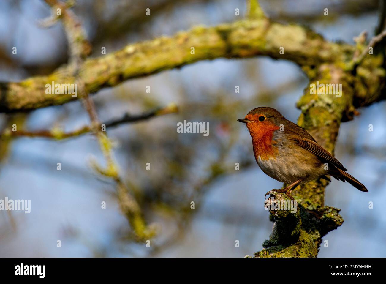 A robin red breast on a branch in a London park Stock Photo