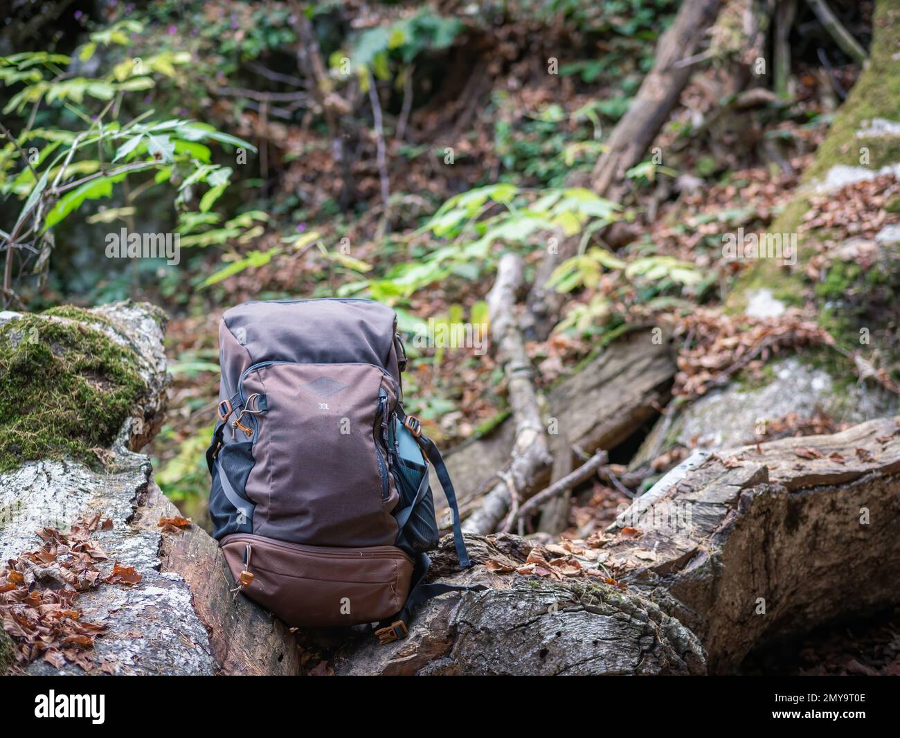 Outdoor backpack next to a tree trunk with green moss in the forest ...