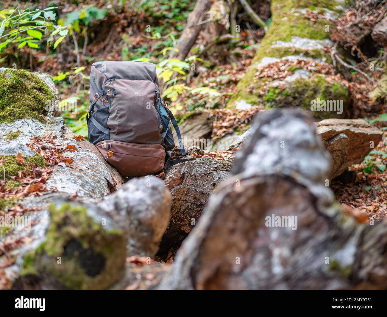 Outdoor backpack next to a tree trunk with green moss in the forest ...
