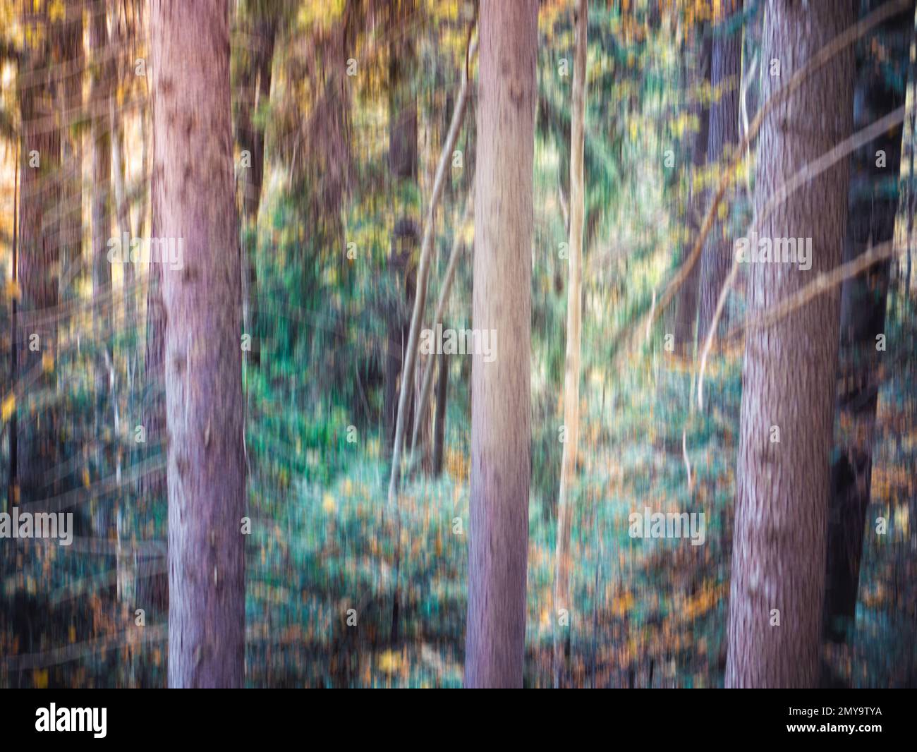 Colorful abstract texture background. Forest scene with motion blure effect Stock Photo