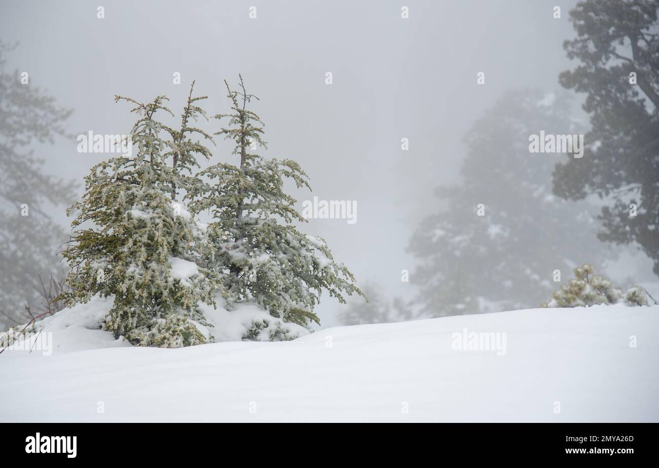 Forest landscape fir tree covered in snow in winter. Extreme weather snowstorm. Troodos mountains cyprus Stock Photo