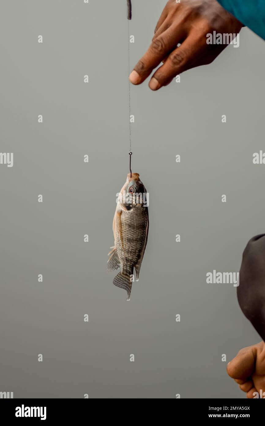 Fish caught in fishing hook and human hand removing the hook from fish to collect by holding