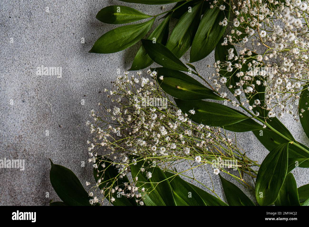 Spring nature flat lay with white Gypsophila flowers and green leaves of Ruscus plant Stock Photo