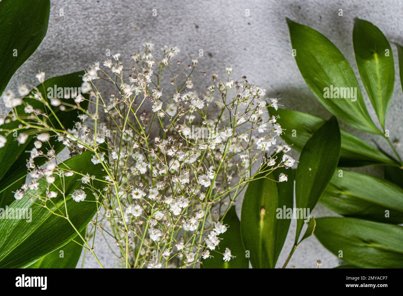Spring nature flat lay with white Gypsophila flowers and green