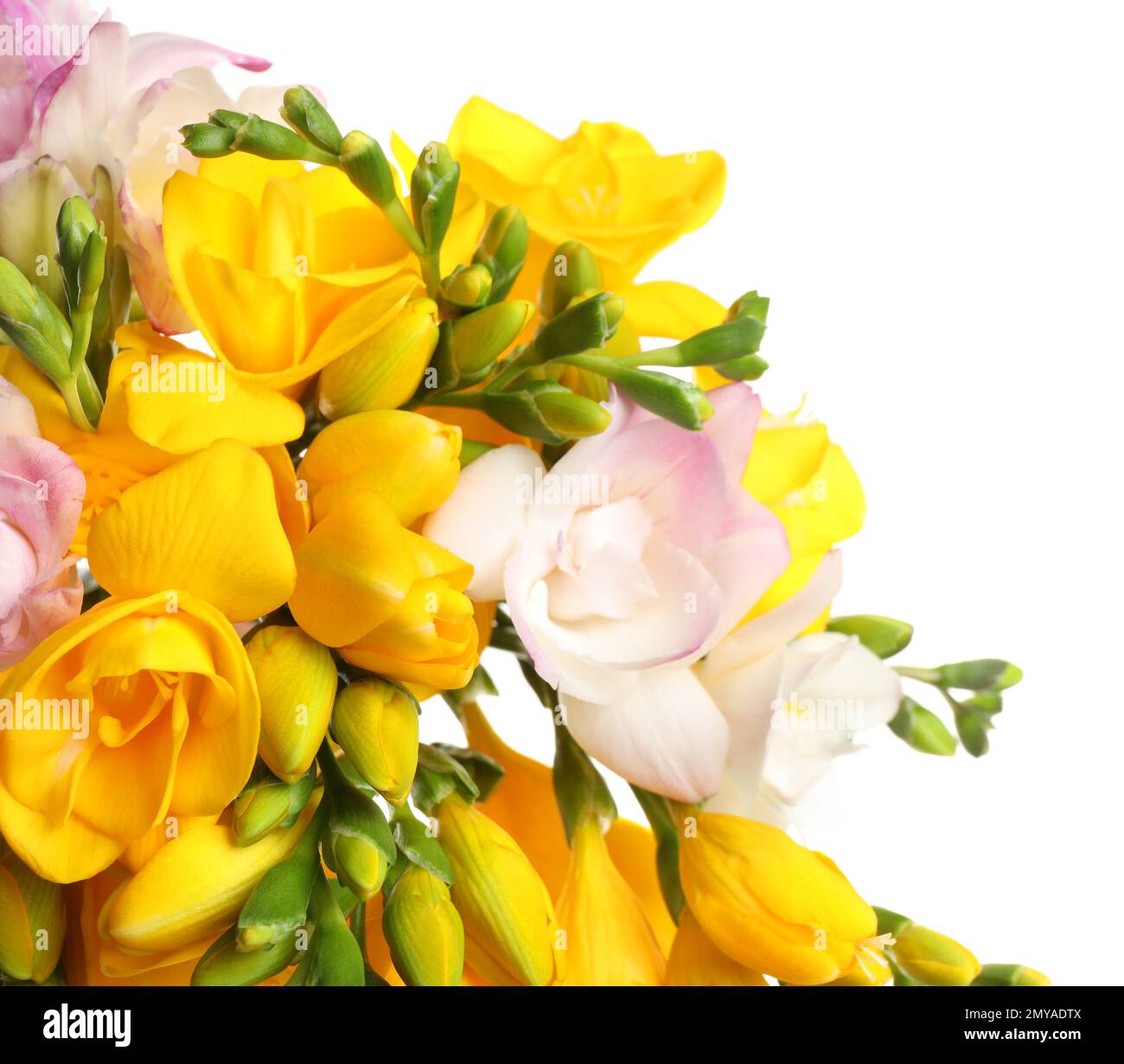 Freesia Flower Arrangement With Aromatherapy Essential Oil Bottle With  White Spa Towels And Linen Sponge Over Bamboo Background Stock Photo,  Picture and Royalty Free Image. Image 16383864.