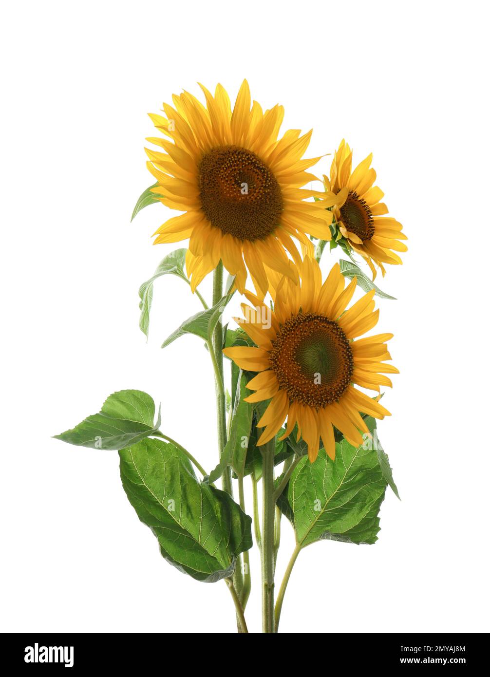 Beautiful bright blooming sunflowers on white background Stock Photo ...