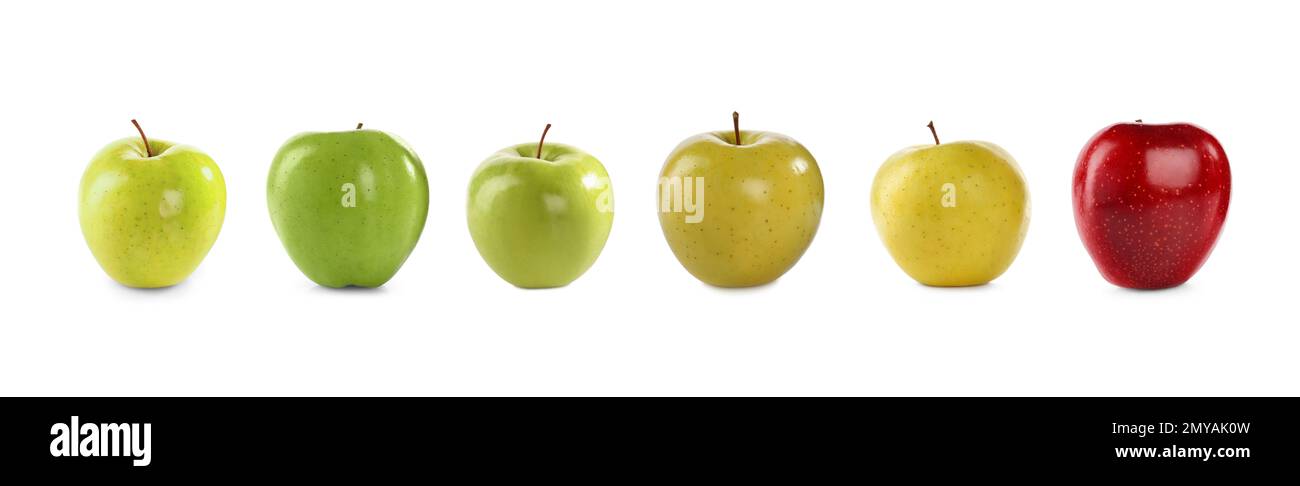 Apple Variants Ripe Set of different ripe apples isolated on white. Banner design Stock ...