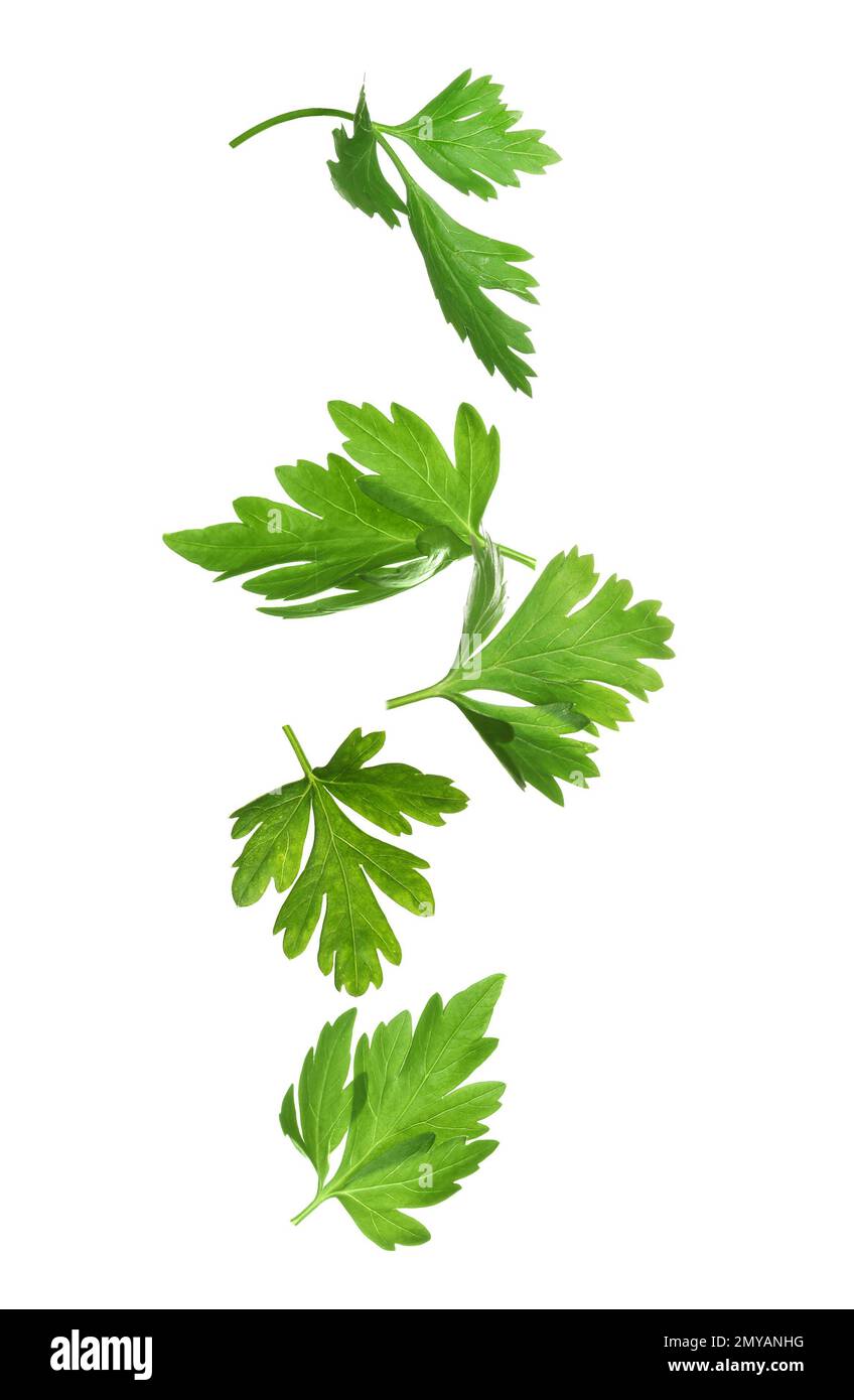 Green parsley leaves falling on white background Stock Photo Alamy