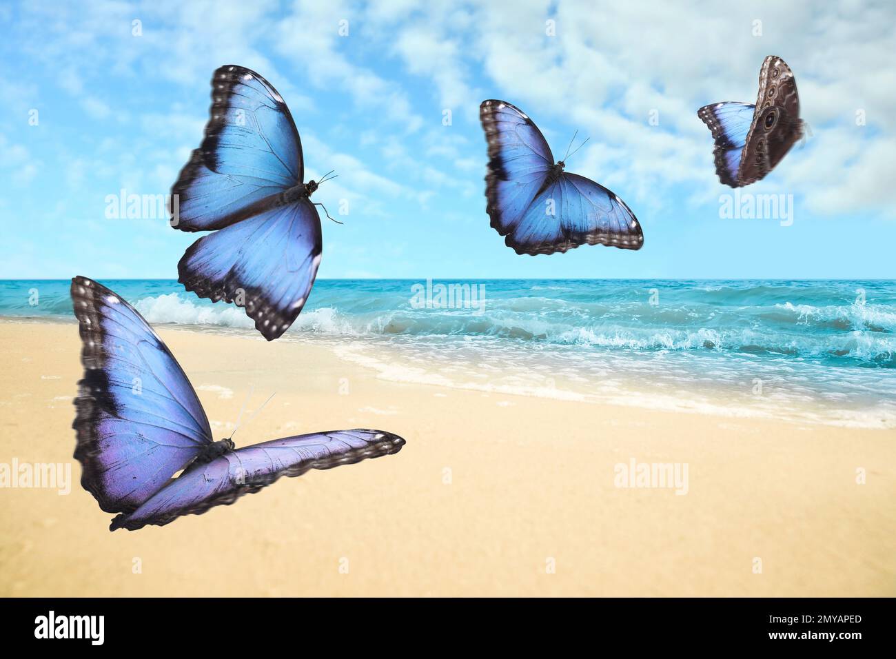 Beautiful butterflies flying over sandy beach and ocean Stock Photo Alamy