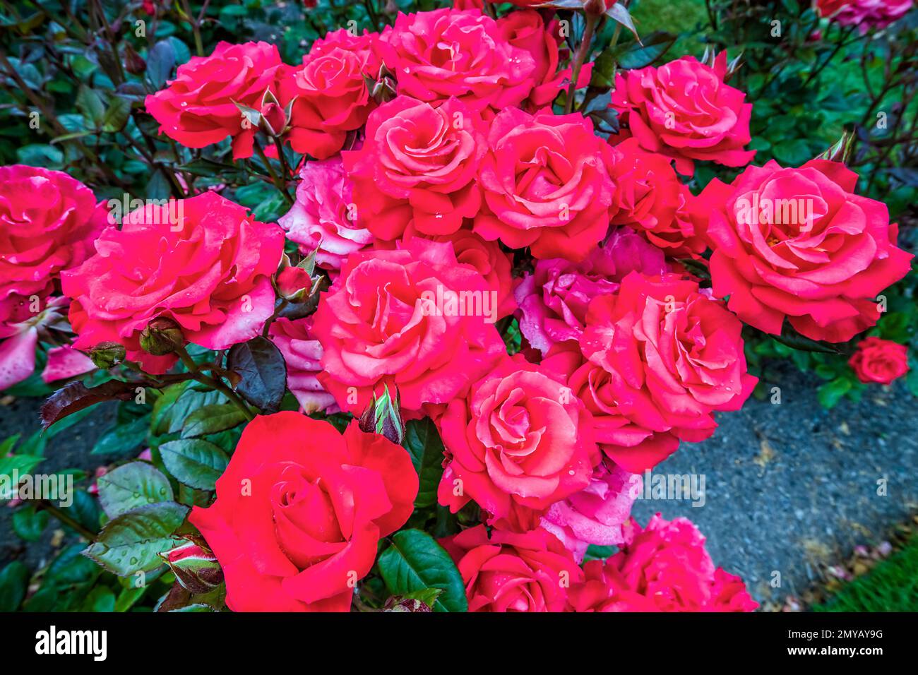 Bright live bush of ruby roses in Christchurch city public park New